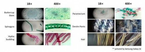 observation-au-microscope